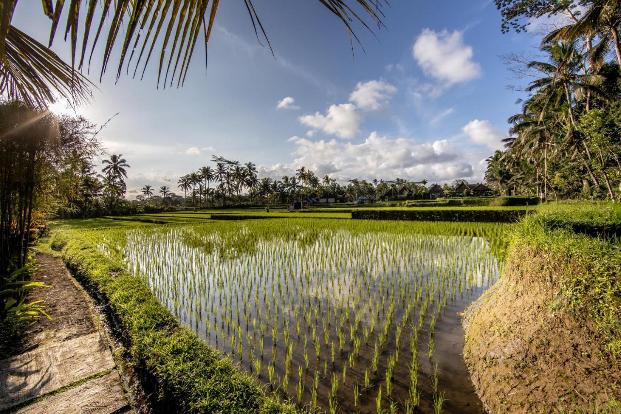 Villa Natha อูบุด ภายนอก รูปภาพ
